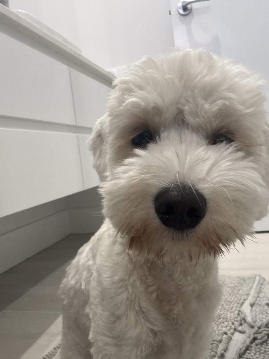 Place Your Pet in Classic Movies — Sora 2 Prompt