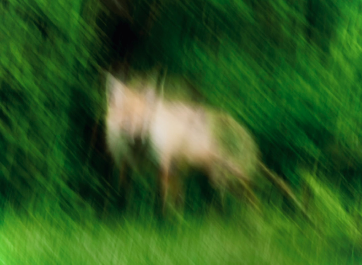 Motion Blur Deer in Forest — Sora 2 Prompt