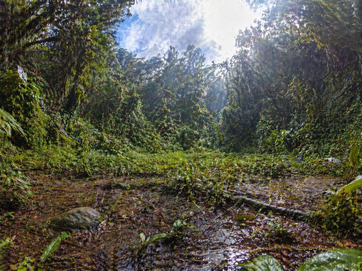 Rainforest Clearing with Splotchy Noise Artifact — Sora 2 Prompt