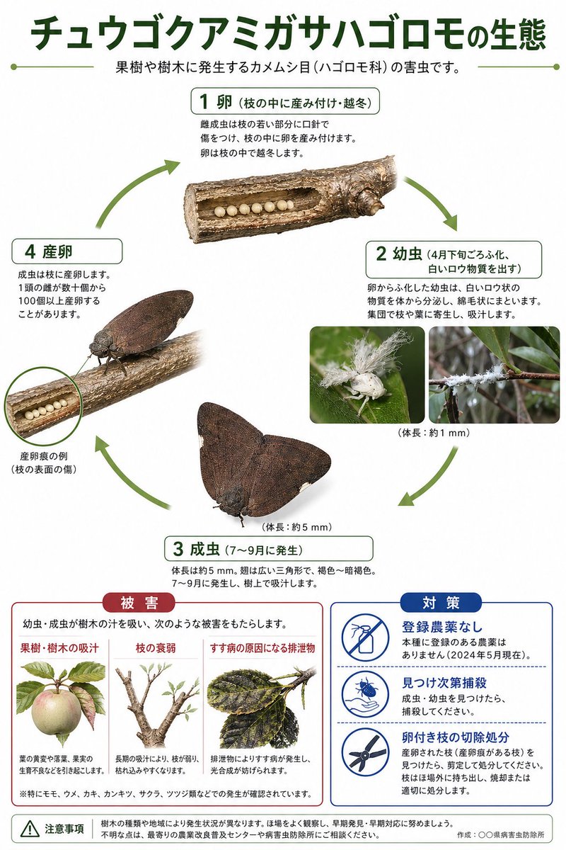 Chinese Planthopper Life Cycle — Educational Infographic Poster