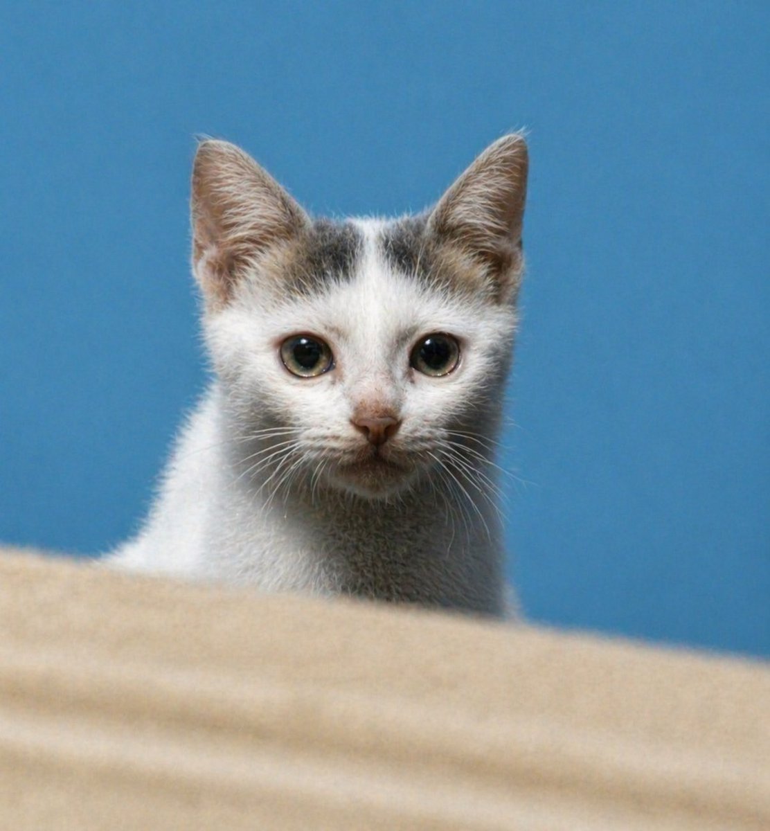 Sharpen Blurry Kitten Photo — Realistic DSLR Portrait Prompt
