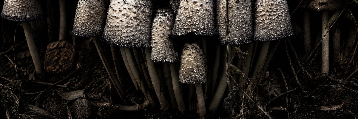 Moody Macro Mushroom Forest — Sora 2 Prompt