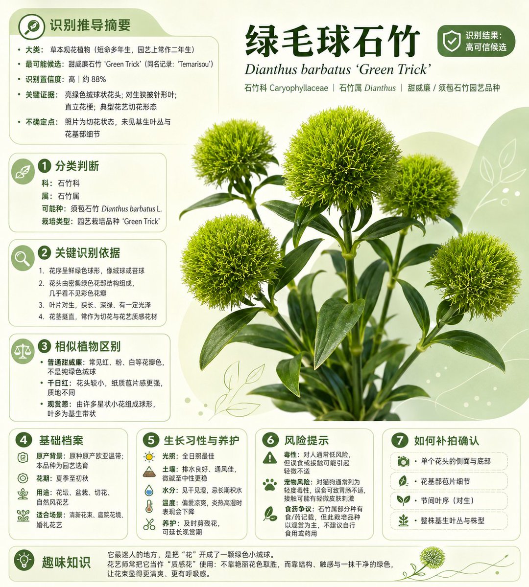 Chinese Plant ID Infographic — Sora 2 Botanical Poster